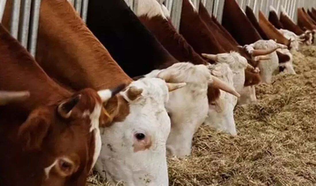 Yerköy İlçe Tarım ve Orman Müdürlüğü,  2026 yılı besilik hayvan