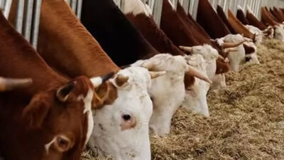 Yerköy İlçe Tarım ve Orman Müdürlüğü,  2026 yılı besilik hayvan