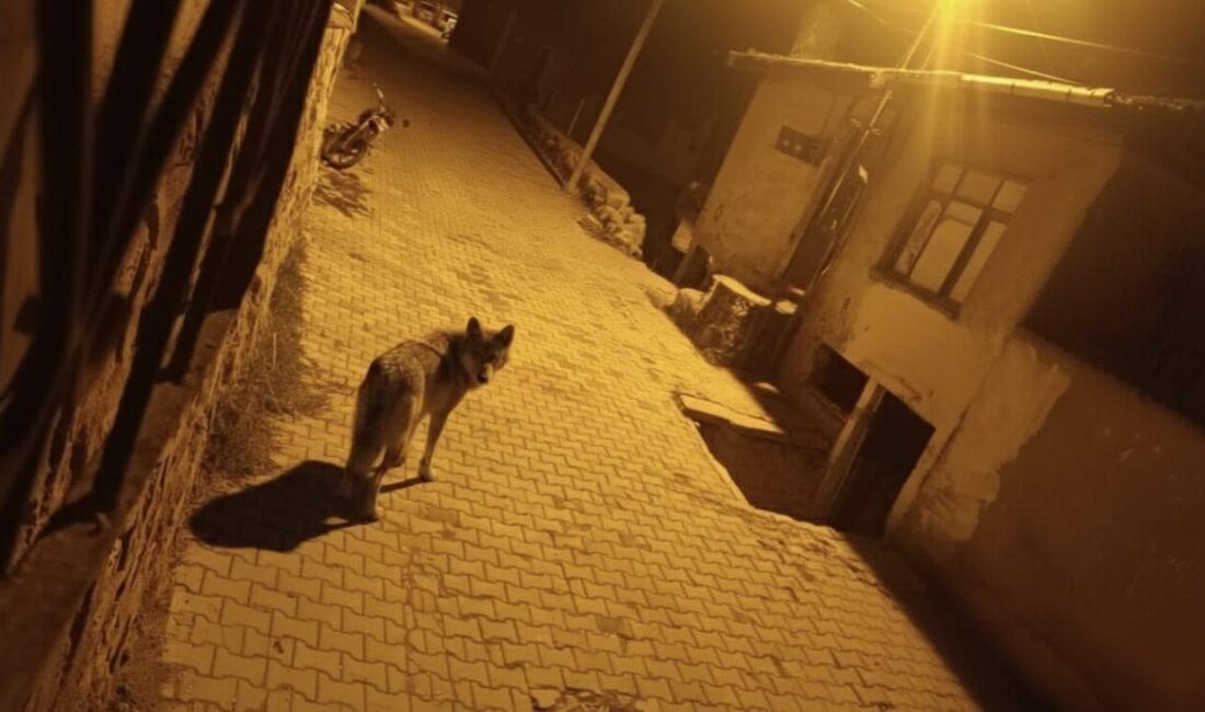 Beypazarı ilçesindeki aç kalan kurtlar, başkent Ankara’ya inerek çöplerle beslenmeye