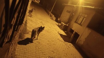 Beypazarı ilçesindeki aç kalan kurtlar, başkent Ankara’ya inerek çöplerle beslenmeye