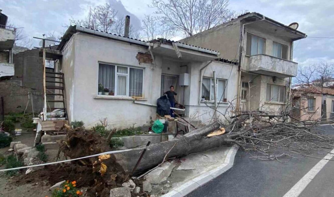 Çanakkale’nin Gelibolu ilçesinde meydana gelen şiddetli lodos fırtınası, bir ağacın