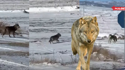 Çiçekdağı’nda etkili olan kar yağışının ardından doğada yiyecek bulmakta zorlanan