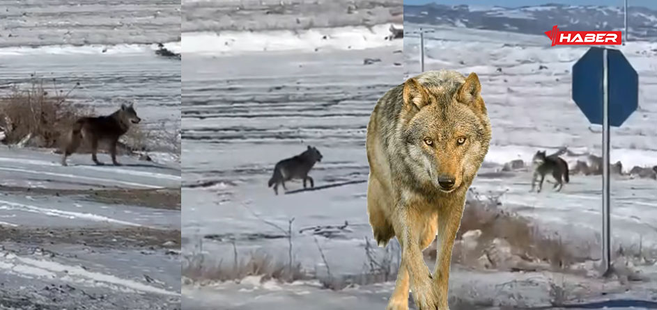 Çiçekdağı’nda etkili olan kar yağışının ardından doğada yiyecek bulmakta zorlanan