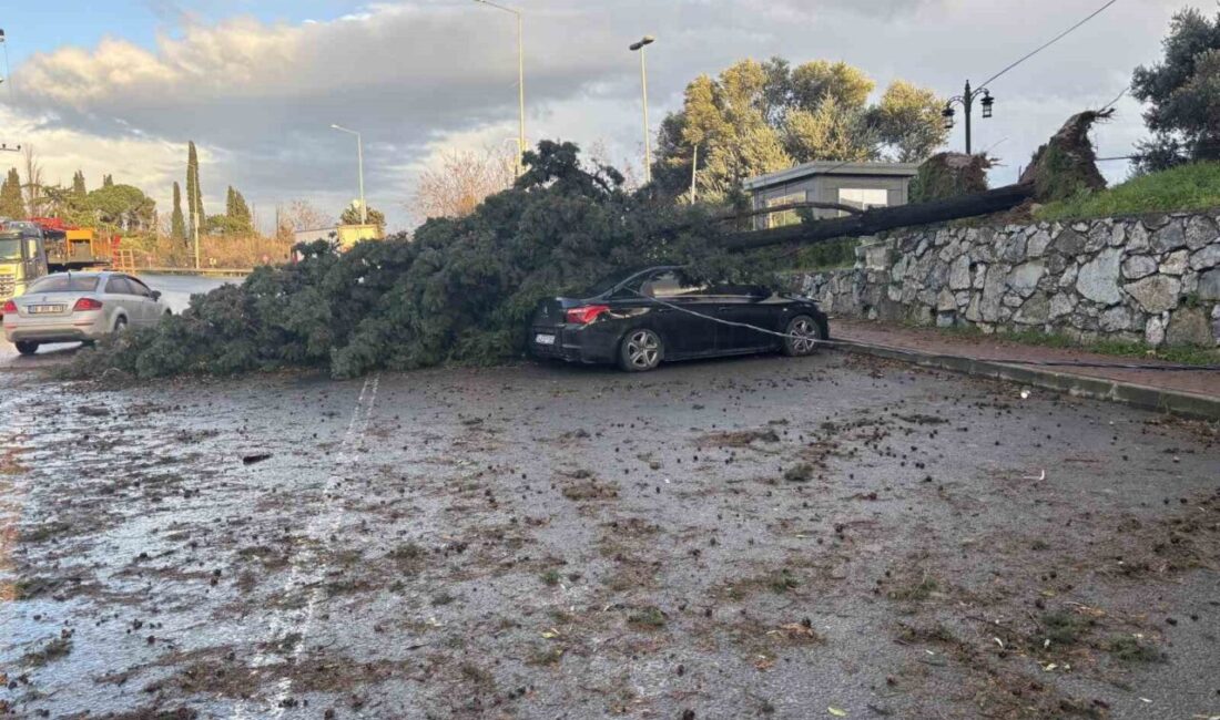Kocaeli’nin Gebze ilçesinde şiddetli fırtına nedeniyle bir ağaç, cadde üzerinde