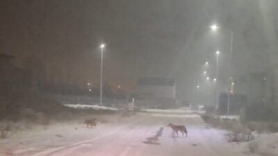 Iğdır’ın Melekli beldesi ile Hakveyis köyü kırsalında kurtların belirlendiği görüntüler