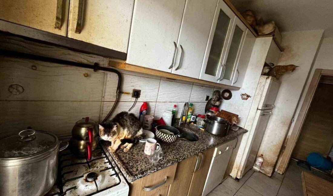 Kandıra ilçesinde bir evde çok sayıda kedinin ve köpeğin kötü