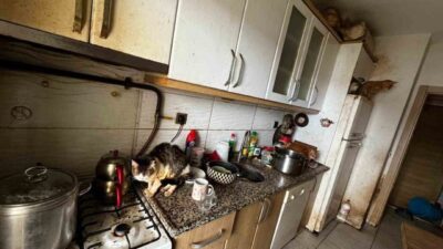 Kandıra ilçesinde bir evde çok sayıda kedinin ve köpeğin kötü