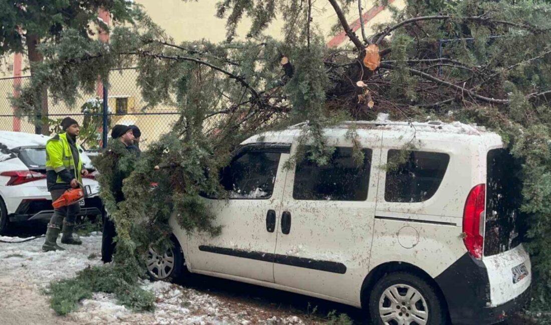 Sinop’ta bir ağaç, kökünden sökülerek park halindeki bir aracın üzerine