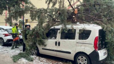 Sinop’ta bir ağaç, kökünden sökülerek park halindeki bir aracın üzerine