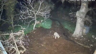 Muğla’nın Menteşe ilçesinde yaşanan olayda, iddiaya göre bir kurt 3