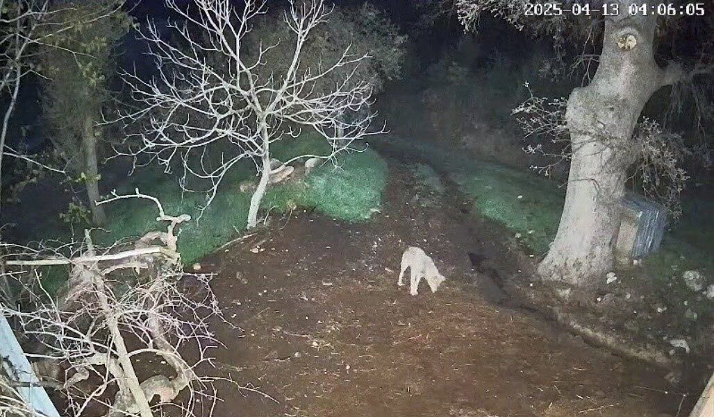 Muğla’nın Menteşe ilçesinde yaşanan olayda, iddiaya göre bir kurt 3