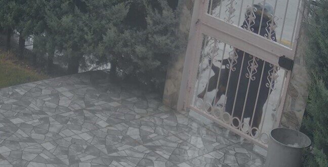 Ankara’nın Elmadağ ilçesinde sahipsiz köpeklerin saldırısına uğrayan bir kadına yardım
