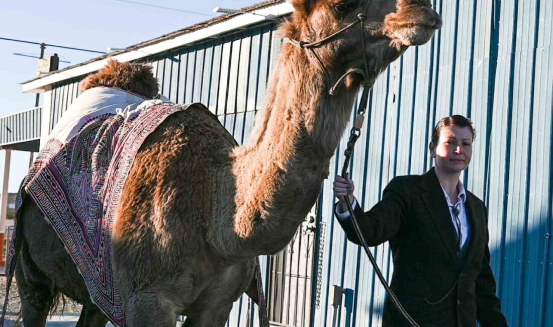 ABD’de vefat eden sanatçı Mertcan Türkoğlu, son eseri “Last Camp
