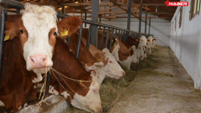 Tarım ve hayvancılık sektörünü yakından ilgilendiren önemli bir gelişme yaşandı.