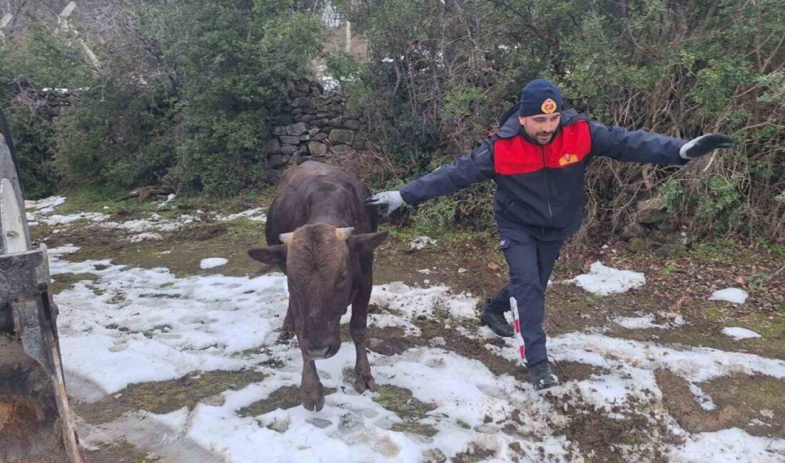 Niksar ilçesinde bir su kuyusuna düşen bir ineğin, itfaiye ekipleri