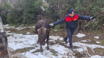 Niksar ilçesinde bir su kuyusuna düşen bir ineğin, itfaiye ekipleri
