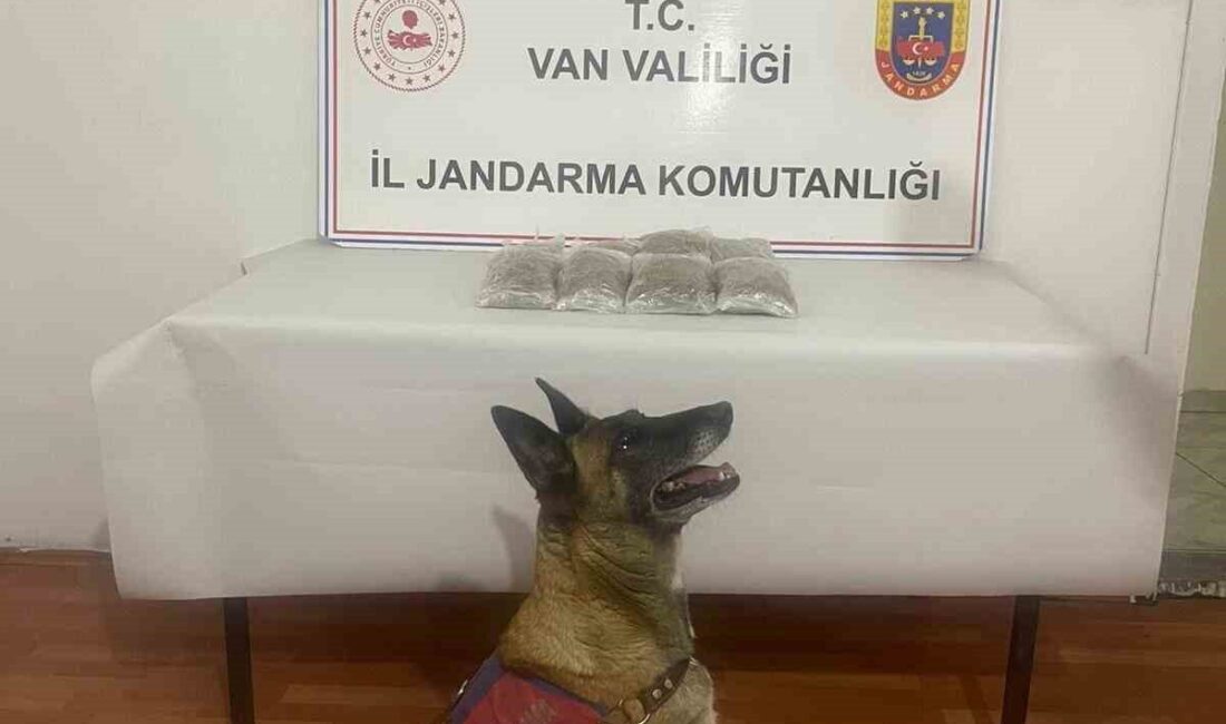 Van’ın Muradiye ilçesinde jandarma tarafından yapılan operasyon sonucunda uyuşturucu madde