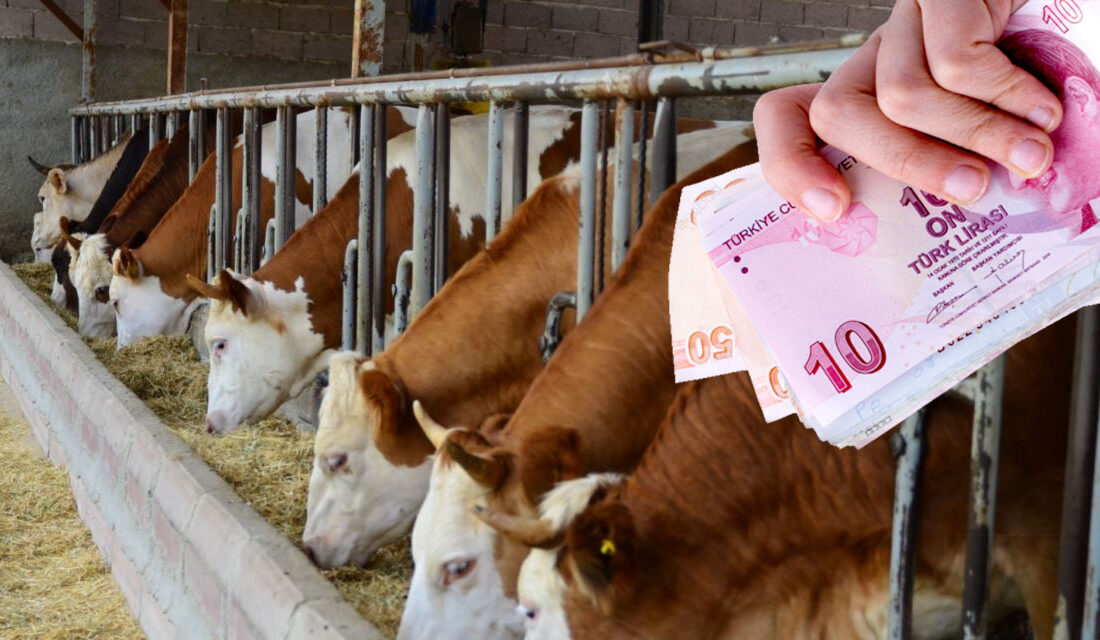 Yerköy İlçe Tarım ve Orman Müdürlüğü Besilik Erkek Sığır (Karkas) Desteklemesi