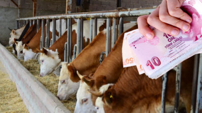 Yerköy İlçe Tarım ve Orman Müdürlüğü Besilik Erkek Sığır (Karkas) Desteklemesi