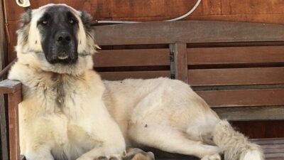 Muğla’nın Datça ilçesinde, tahminlere göre silahla yaralanan bir köpek, tüm