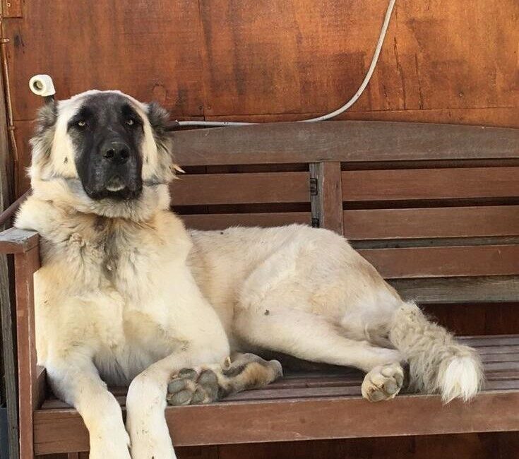 Muğla’nın Datça ilçesinde, tahminlere göre silahla yaralanan bir köpek, tüm
