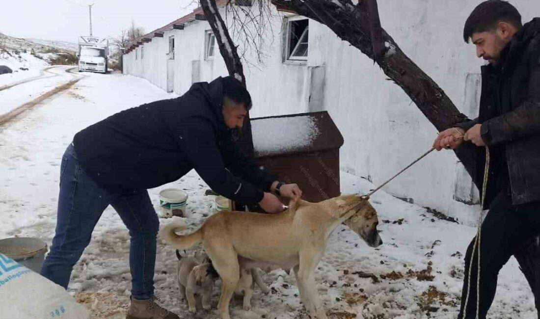 Yozgat genelinde, 2025 yılında sahipli hayvanlara mikroçip takılması çalışmaları devam