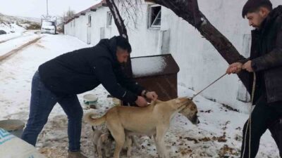 Yozgat genelinde, 2025 yılında sahipli hayvanlara mikroçip takılması çalışmaları devam