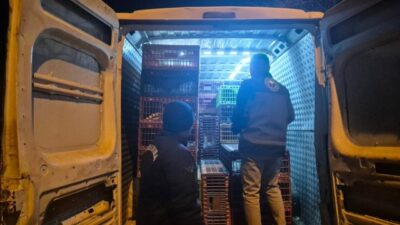 Bozüyük ilçesinde dün gece gerçekleştirilen yol kontrolünde, belgesiz hayvan sevkiyatına