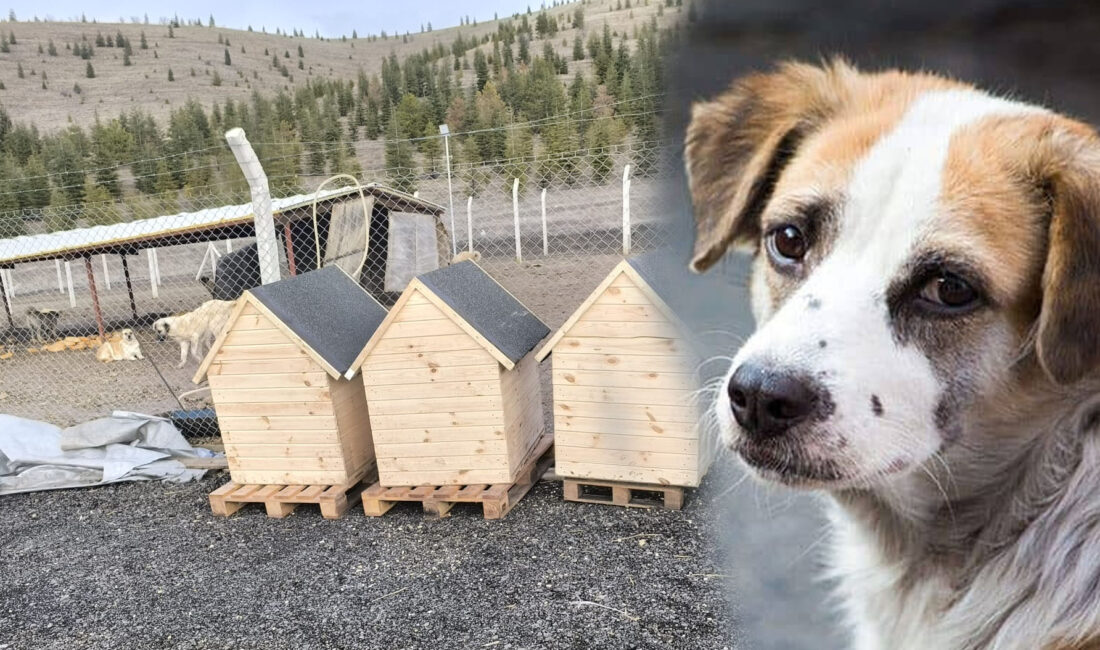 Yerköy’de sokak hayvanları için anlamlı bir destek haberi geldi. Hollanda’da