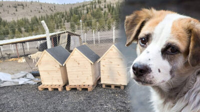 Yerköy’de sokak hayvanları için anlamlı bir destek haberi geldi. Hollanda’da