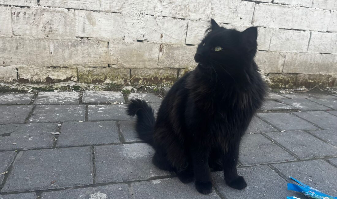 Yerköy Bedri Aydın Caddesi’nde esnafın ve vatandaşların gönlünü kazanan “Zeytin”