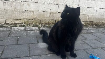 Yerköy Bedri Aydın Caddesi’nde esnafın ve vatandaşların gönlünü kazanan “Zeytin”