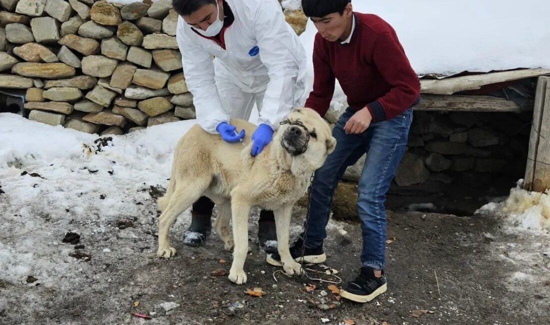 Diyadin İlçe Tarım ve Orman Müdürlüğü ekipleri, kuduzla mücadele kapsamında