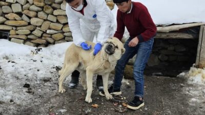Diyadin İlçe Tarım ve Orman Müdürlüğü ekipleri, kuduzla mücadele kapsamında