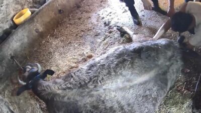 Aydın’ın Karpuzlu ilçesinde bir ineğe kendi yöntemleriyle sezaryen operasyonu yaparak