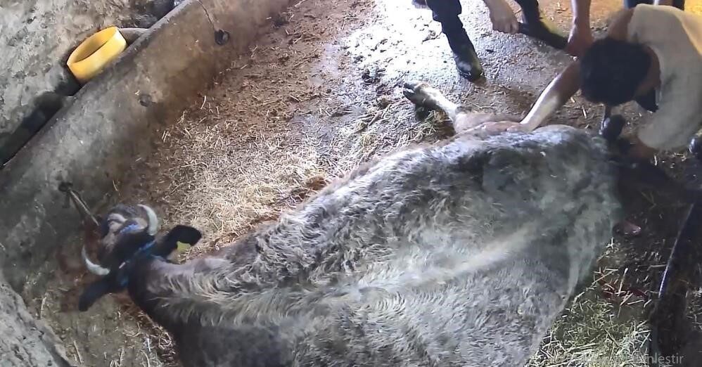 Aydın’ın Karpuzlu ilçesinde bir ineğe kendi yöntemleriyle sezaryen operasyonu yaparak