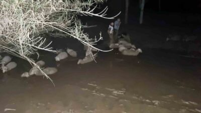 Muğla Büyükşehir Belediyesi İtfaiye ekipleri, Milas ilçesi Güneş Mahallesinde mahsur