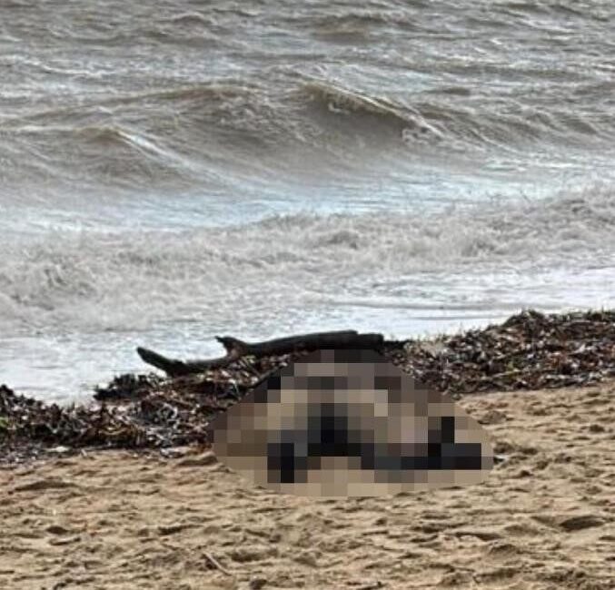 Sarımsaklı sahilinde dün bulunan kadın cesedinin kimliği hakkında bulanık bilgiler