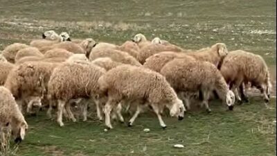Yerköy İlçe Tarım ve Orman Müdürlüğü’nden alınan bilgilere göre, küçükbaş