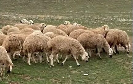 Yerköy İlçe Tarım ve Orman Müdürlüğü’nden alınan bilgilere göre, küçükbaş