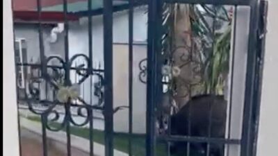 Marmaris ilçesinde yaşanan yaban domuzları sorunu, aile içinde sağlık kaygılarına