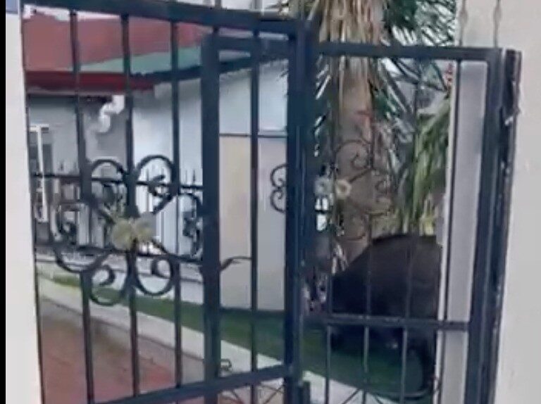 Marmaris ilçesinde yaşanan yaban domuzları sorunu, aile içinde sağlık kaygılarına