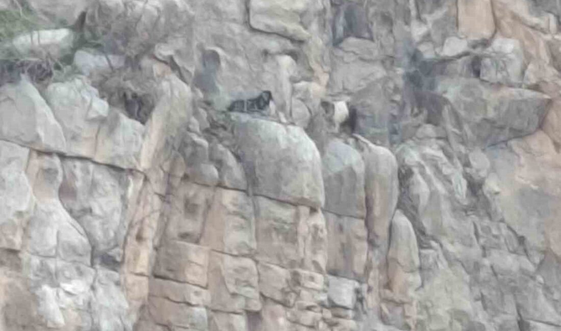 Siirt’in Eruh ilçesinde 4 gün boyunca kayalıklarda mahsur kalan 2