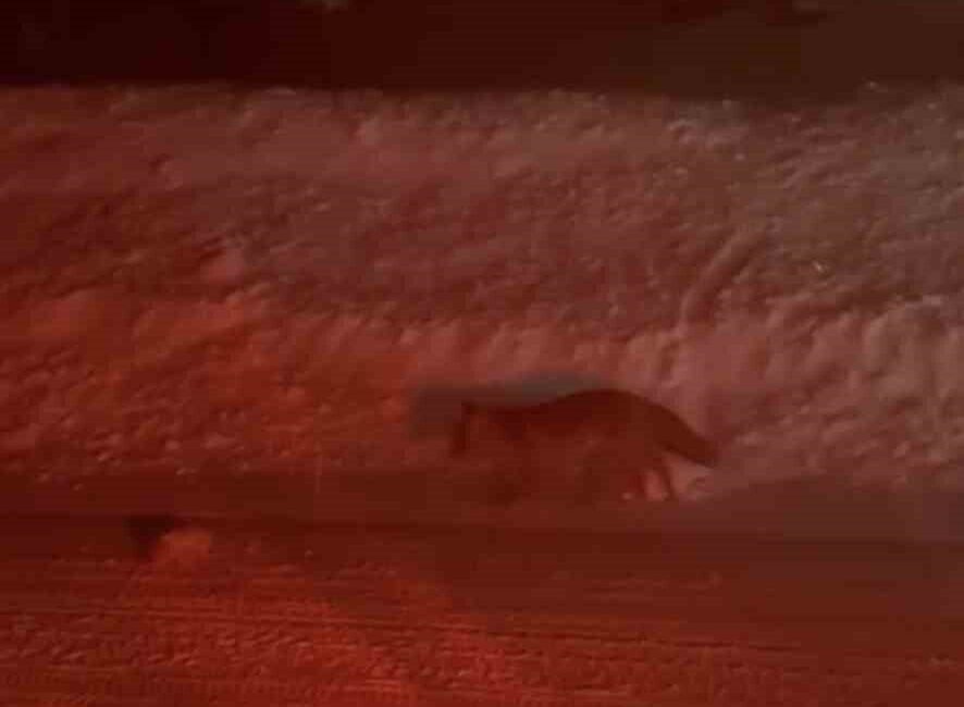 Bursa’nın Uludağ yolu üzerinde seyir halindeki vatandaşlar tarafından cep telefonu