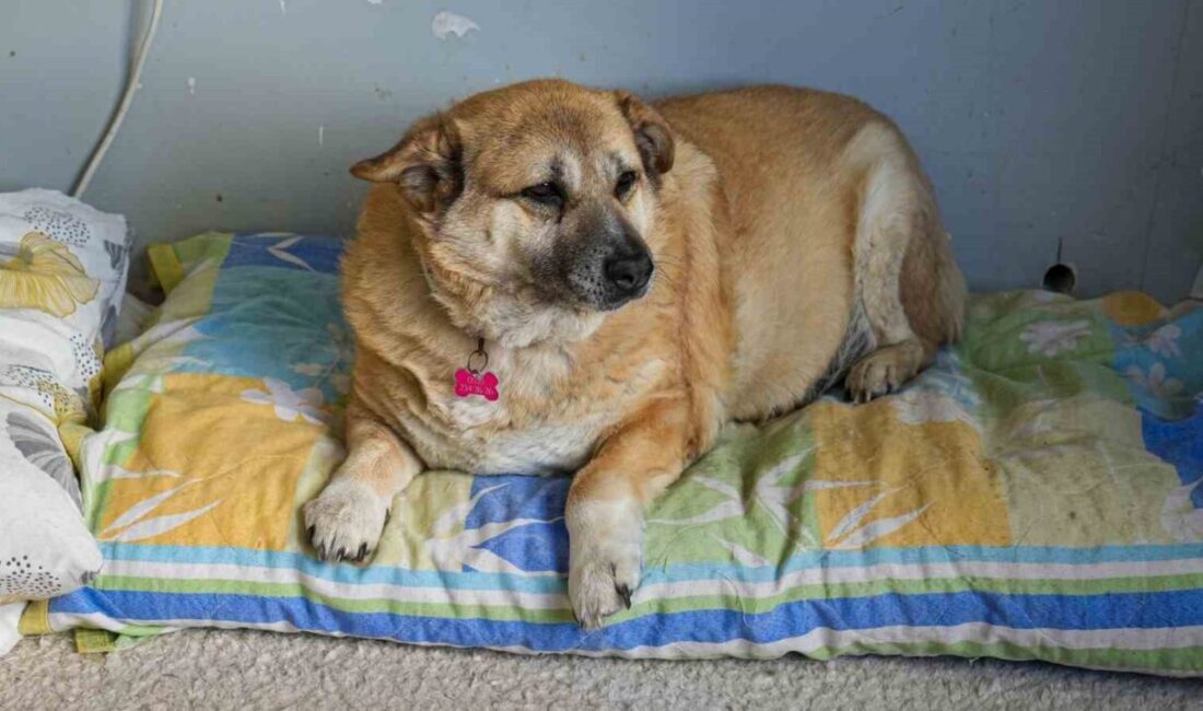 Ankara’da yaşayan 13 yaşındaki obez köpek olan ‘Kız’, sahibi Harun