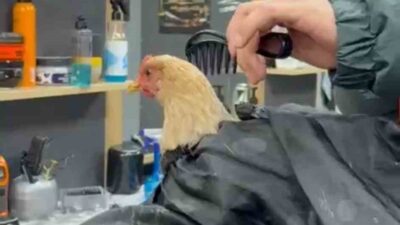 Siirt’in Kurtalan ilçesinde bir berber, sosyal medyada dolaşan “Lo Siento