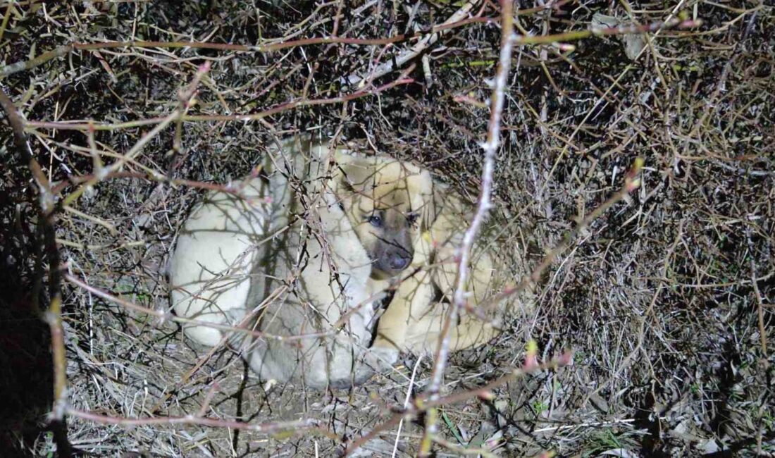 Yozgat’ın Sorgun ilçesine bağlı Araplı kasabasında, yol kenarına terk edilmiş