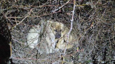 Yozgat’ın Sorgun ilçesine bağlı Araplı kasabasında, yol kenarına terk edilmiş