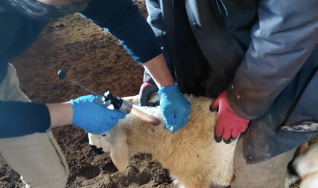 Yerköy İlçe Tarım ve Orman Müdürlüğü ekipleri, 2026 yılı kuzu