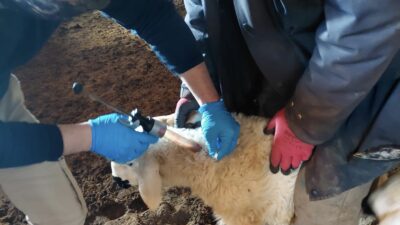 Yerköy İlçe Tarım ve Orman Müdürlüğü ekipleri, 2026 yılı kuzu